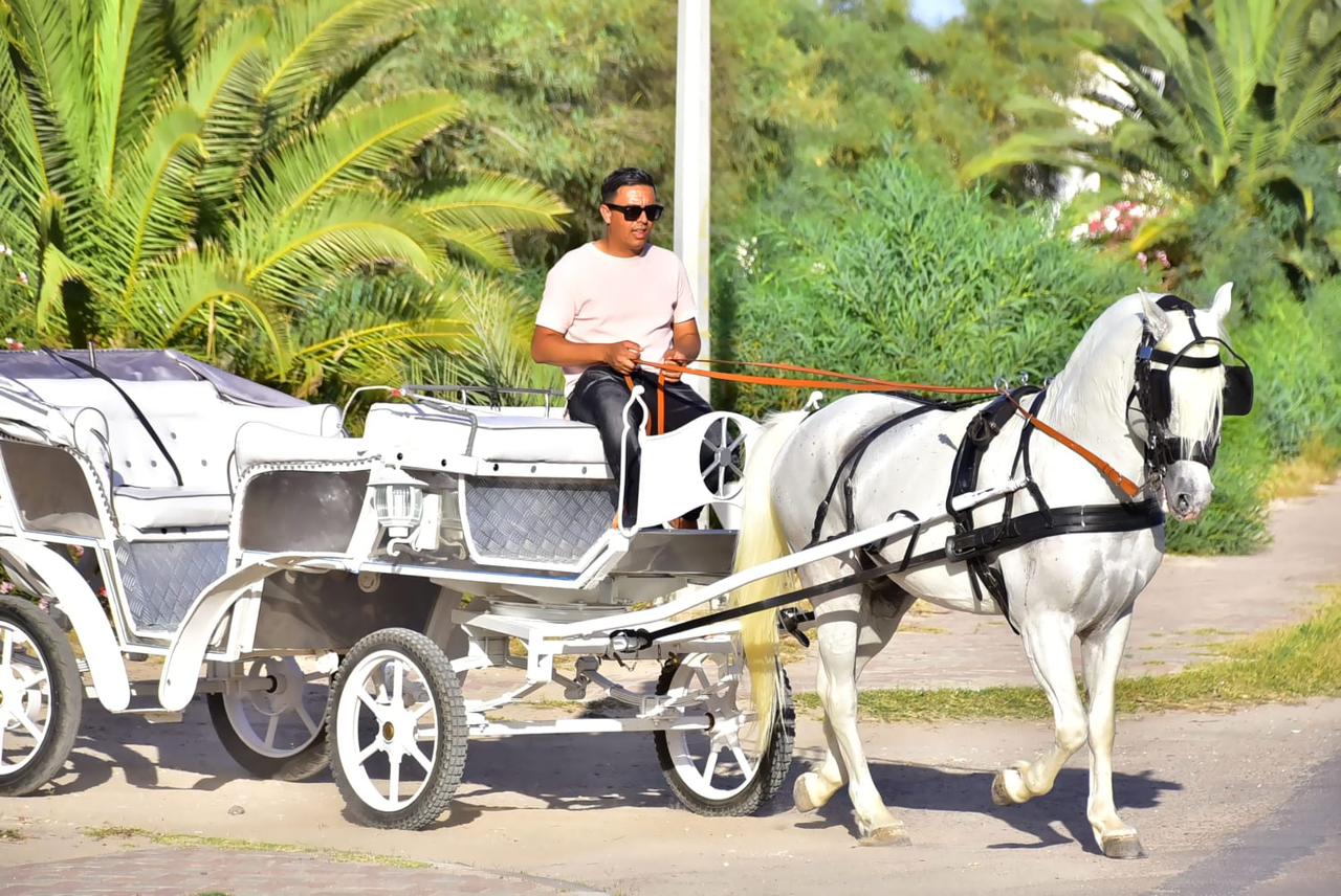 Horse Riding Tour Djerba - Quad Djerba tour through palm forests, beaches and desert