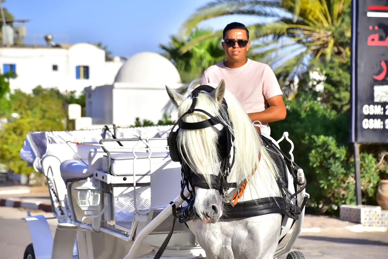 Caravan Tour (Camel + Horse) - Quad Djerba tour through palm forests, beaches and desert